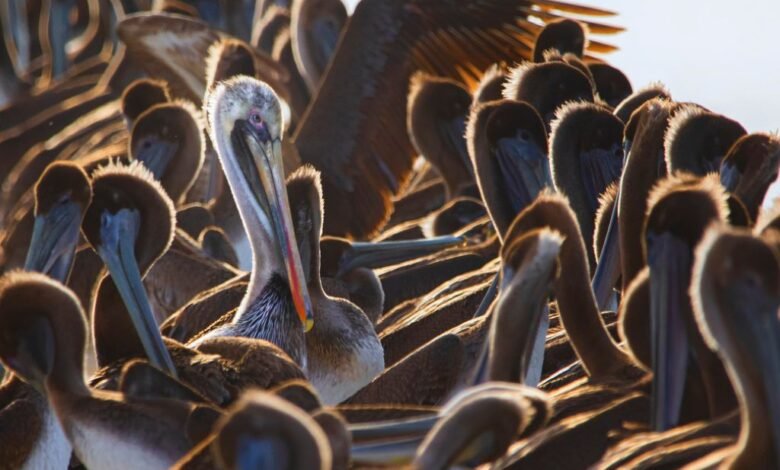 Conoce la reserva de la biósfera el Vizcaíno, Baja California Sur