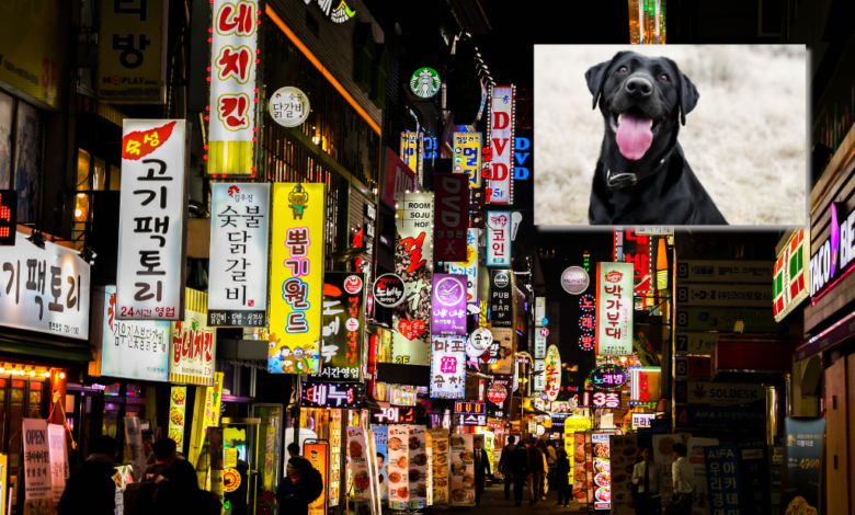 Corea del Sur prohíbe el consumo y la venta de carne de perro