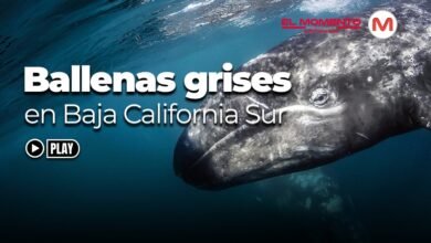 Fascina llegada de las ballenas grises a BCS