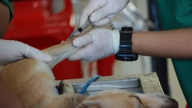 Hospital Veterinario de la UABCS Fortalece sus Servicios para el Cuidado Animal