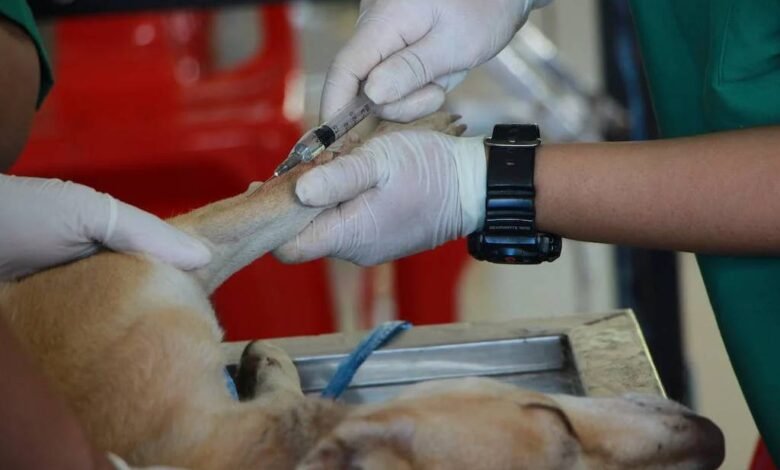 Hospital Veterinario de la UABCS Fortalece sus Servicios para el Cuidado Animal