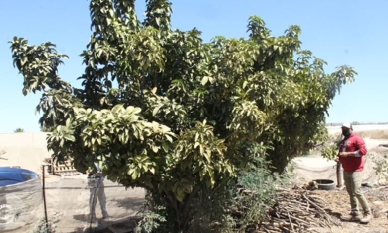 Mosca de la fruta.