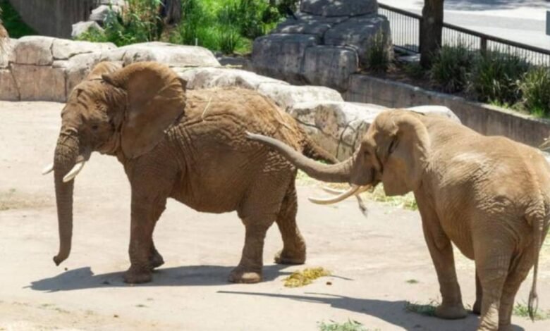 Ely y Gipsy se acoplan exitosamente al zoológico San Juan de Aragón