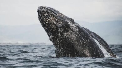Siguen llegando las ballenas a Puerto Chale, van 22 y se esperan más