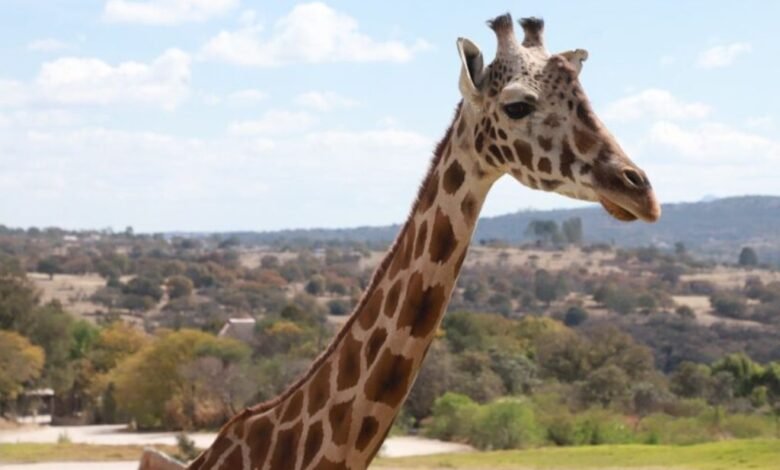 Video: ¡Es hoy! Benito se reúne con su nueva familia en Africam Safari