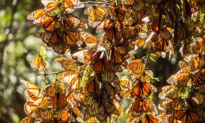 Anuncia Michoacán Festival de la Mariposa Monarca 2024