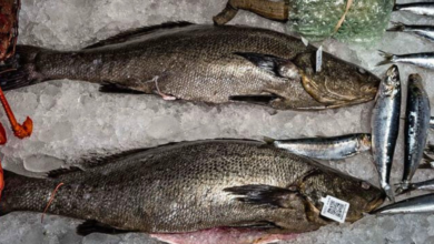 ¿Cómo saber si la Totoaba que consumes es legal?