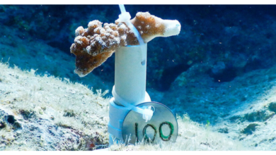 Efecto Arena ha restaurado 9 mil colonias de coral en Baja California Sur