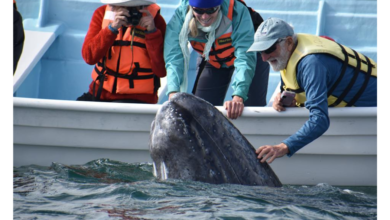 Puerto Chale, lugar perfecto para ver ballenas, ya llegaron más de 100 ejemplares
