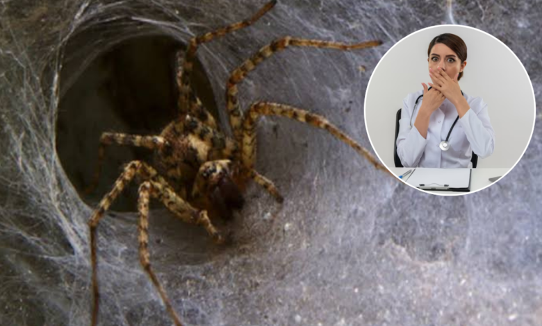 VIDEO: Doctora descubrió una araña dentro de su oído en Tabasco