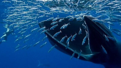 Ballenas llegan a costas de Baja California en busca de alimento, algunas presentan desnutrición