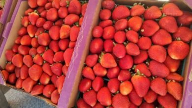 Obtiene BCS quinto lugar nacional en producción de fresas