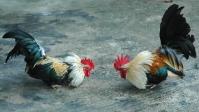 Pelea de gallos.