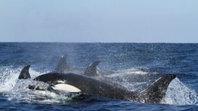 Se avistan 20 orcas en las aguas de Loreto