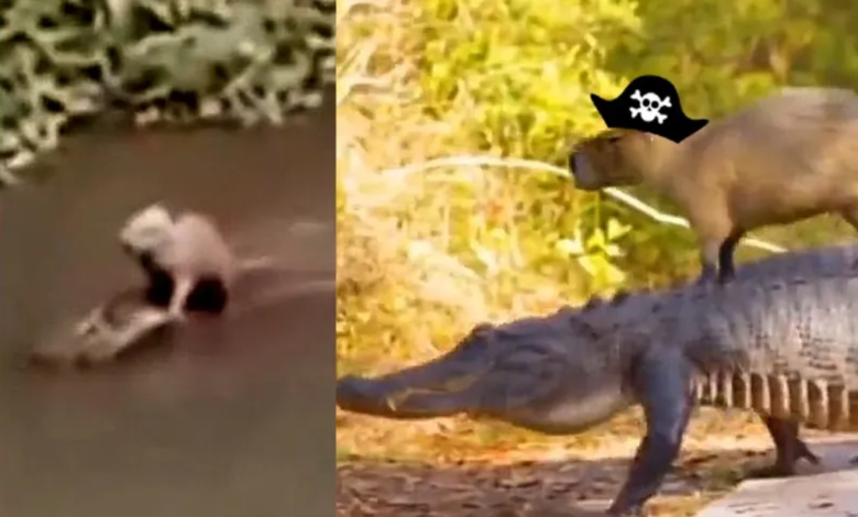 VIDEO La inusual amistad entre un cocodrilo y un capibara sorprende en redes sociales