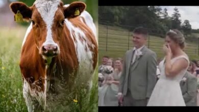 Video: Vaca se opone dos veces a una boda y se vuelve viral