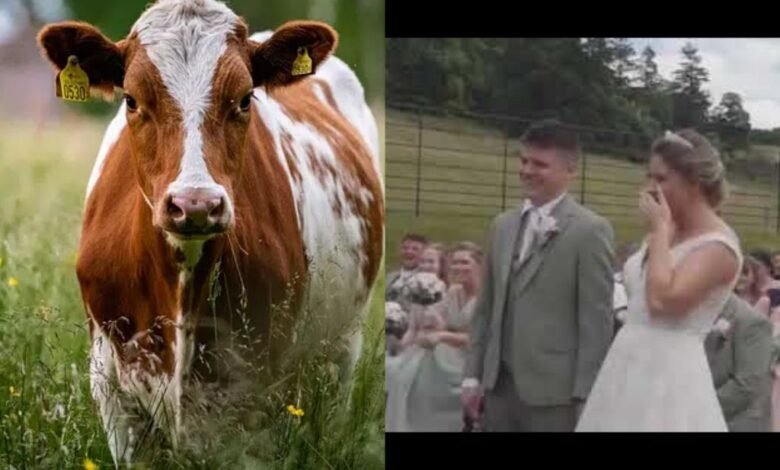 Video: Vaca se opone dos veces a una boda y se vuelve viral