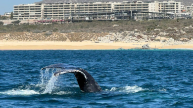 Rescatan a ballena atorada en malla de pescar en Cabo San Lucas