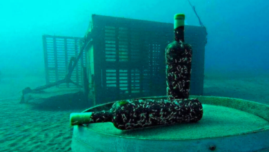 Video: Envejecen el vino en las profundidades del mar en Puerto Nuevo, Mulegé