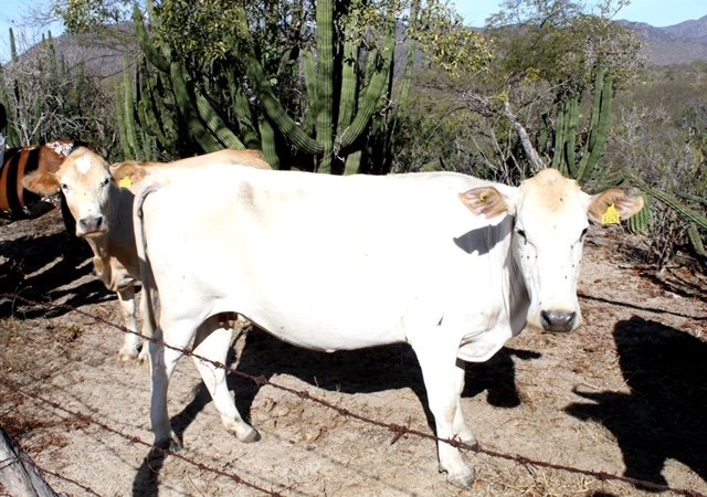 Destaca SEPADA labor del sector ganadero en Baja California Sur