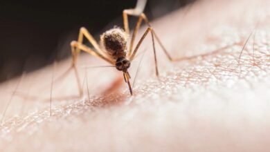 Preocupante aumento de casos de dengue en Los Cabos, Baja California Sur