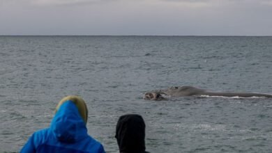 Rescatan a ballena jorobada atrapada en redes en La Paz