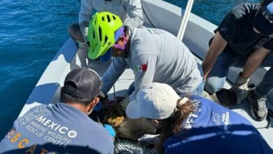 Rescatan a lobo marino en isla Espíritu Santo, tenía una red en el cuello