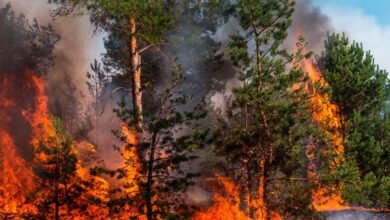 En México siguen activos, 113 incendios forestales