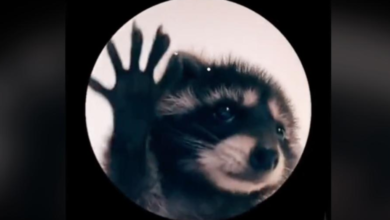 ¡Pedro, Pedro! El origen del tierno mapache de la canción viral en TikTok