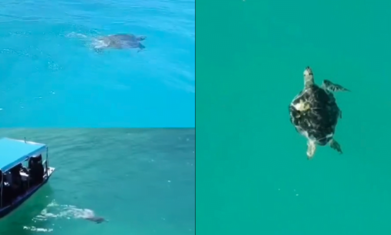 Video: Logran salvar a tortuga que perdió una aleta, fue liberada en el mar de La Paz