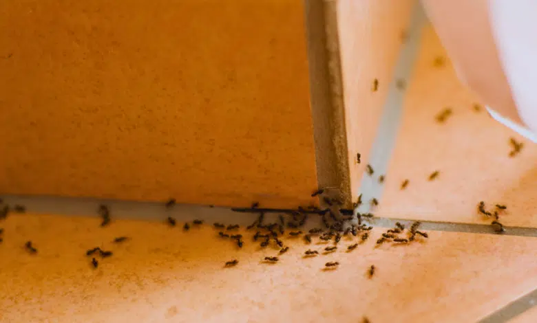 El remedio para evitar las hormigas en casa