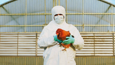 “Pandemia de Gripe aviar podría ser 100 veces peor que la de Covid”