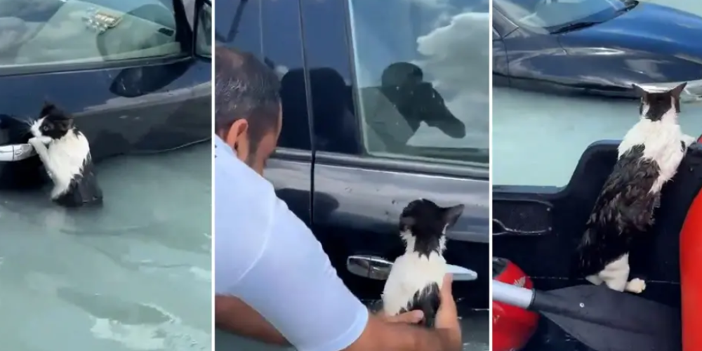 Rescatan a gato que se aferró a un auto tras inundaciones en Dubai