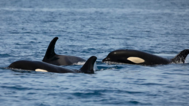 Captan familia de orcas en Baja California Sur