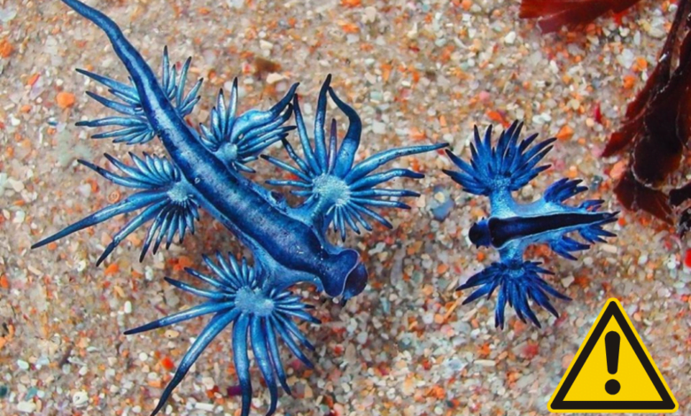 Precaución, reportan presencia de Dragon Azul en las costas de La Ribera en Los Cabos