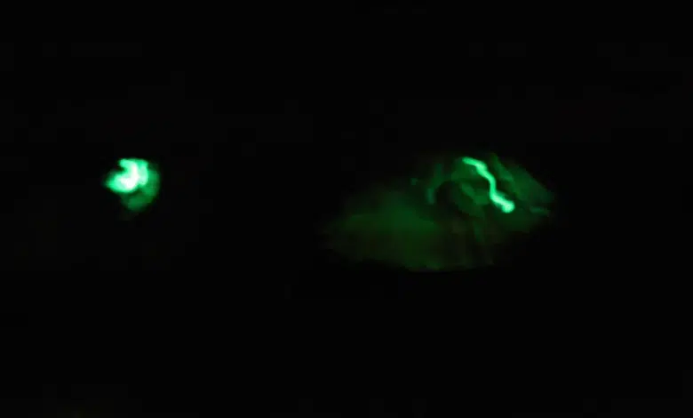 El fenómeno de la bioluminiscencia de los "Gusanos de Fuego" captados en Loreto