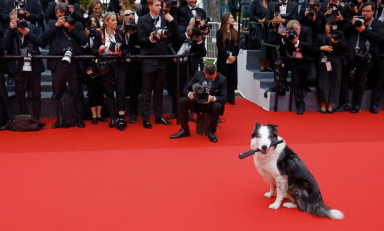 Messi, el perro actor triunfa en Cannes, tendrá su propia serie