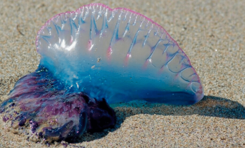 Alertan sobre presencia de agua malas en playas de Los Cabos, colocan bandera blanca