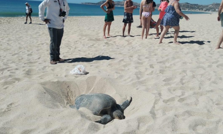 Vehículos todo terreno destruyen nidos de tortugas en La Paz