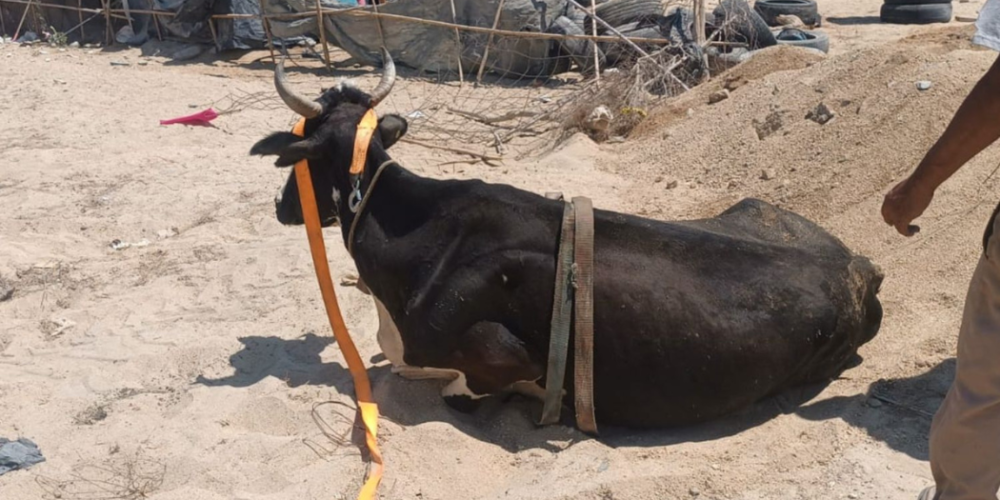 Rescatan con maquinaria a vaca que cayó a una zanja en Los Cabos