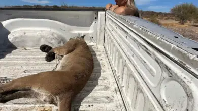 Encuentran puma desorientado en Baja California Sur