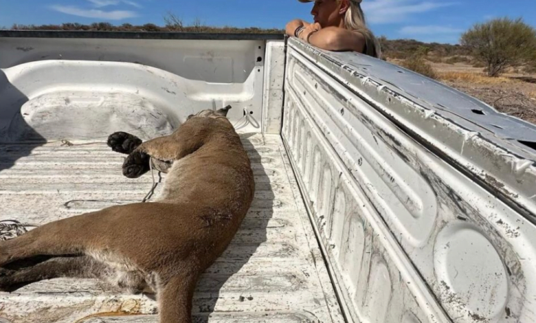 Encuentran puma desorientado en Baja California Sur