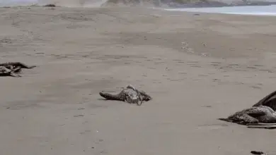 ¡Alerta! Mortandad de pelícanos en Baja California Sur