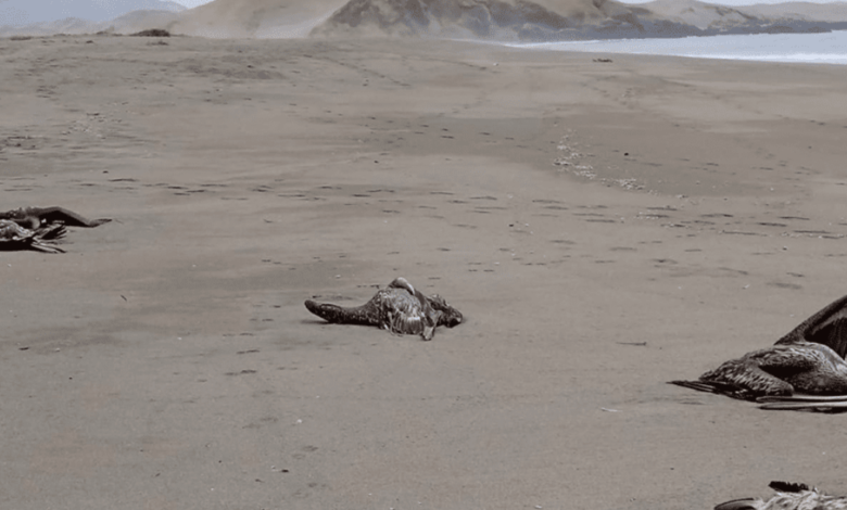 ¡Alerta! Mortandad de pelícanos en Baja California Sur