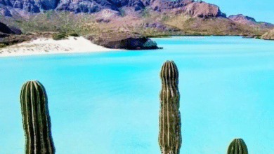 Descubre donde se une el mar y el desierto en Baja California Sur