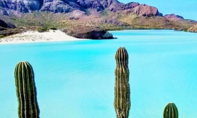 Descubre donde se une el mar y el desierto en Baja California Sur