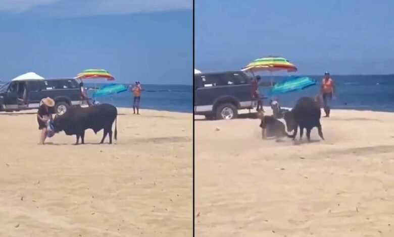 Toro embiste a una mujer en playa de Los Cabos