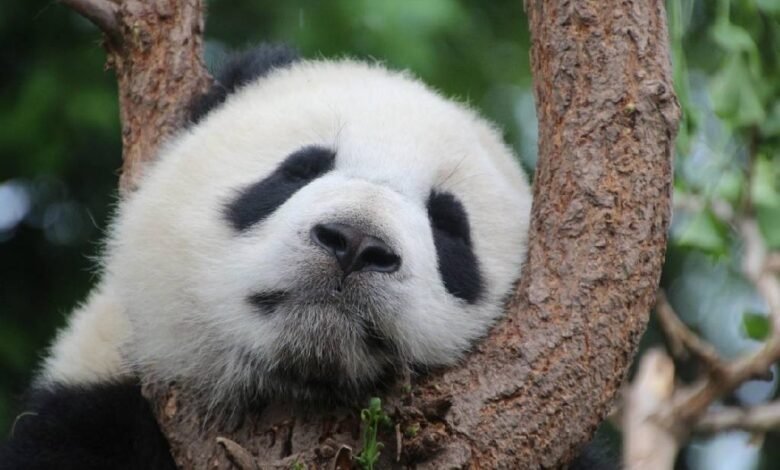 Los últimos pandas gigantes que viven en EU regresarían a China