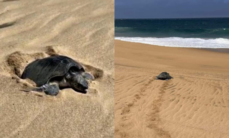 Tortugas Golfinas salen a desovar en playas de Los Cabos