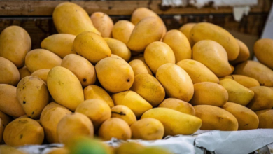 Importación de mangos también ha sido suspendida por EU